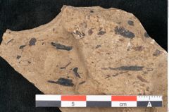Foto (Detailansicht) von Callitris brongniartii Endl. (NHMW-GEO-2024-0188-8214)